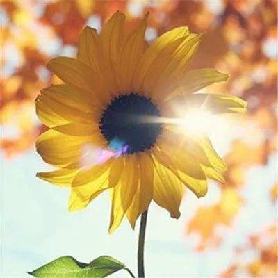 开元ky7818老版本app下载