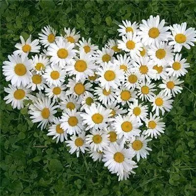 体育皇冠官网下载